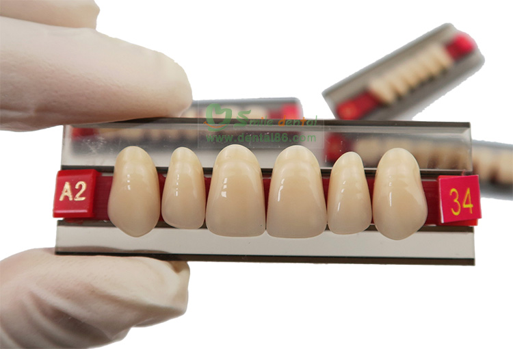 SCS Three layer Synthetic Resin Teeth